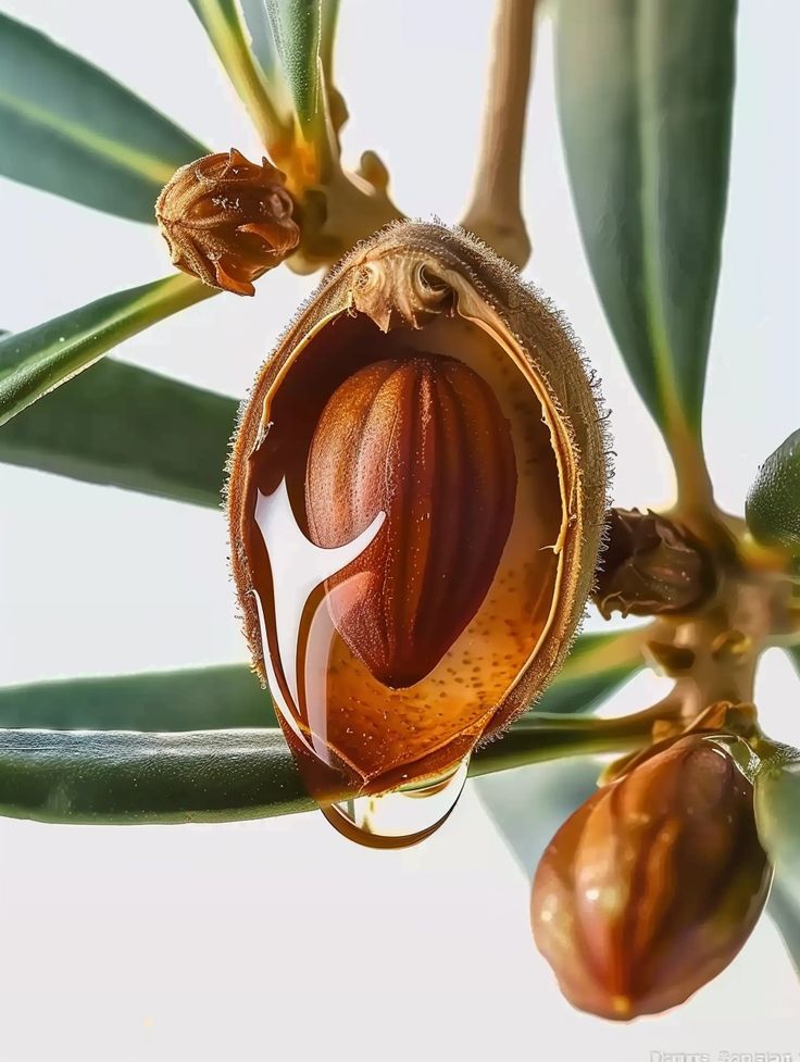 Argan Oil