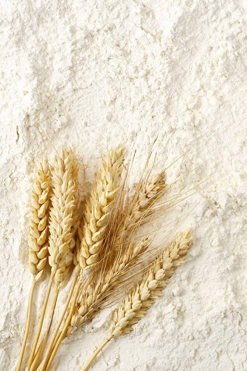Wheat Protein